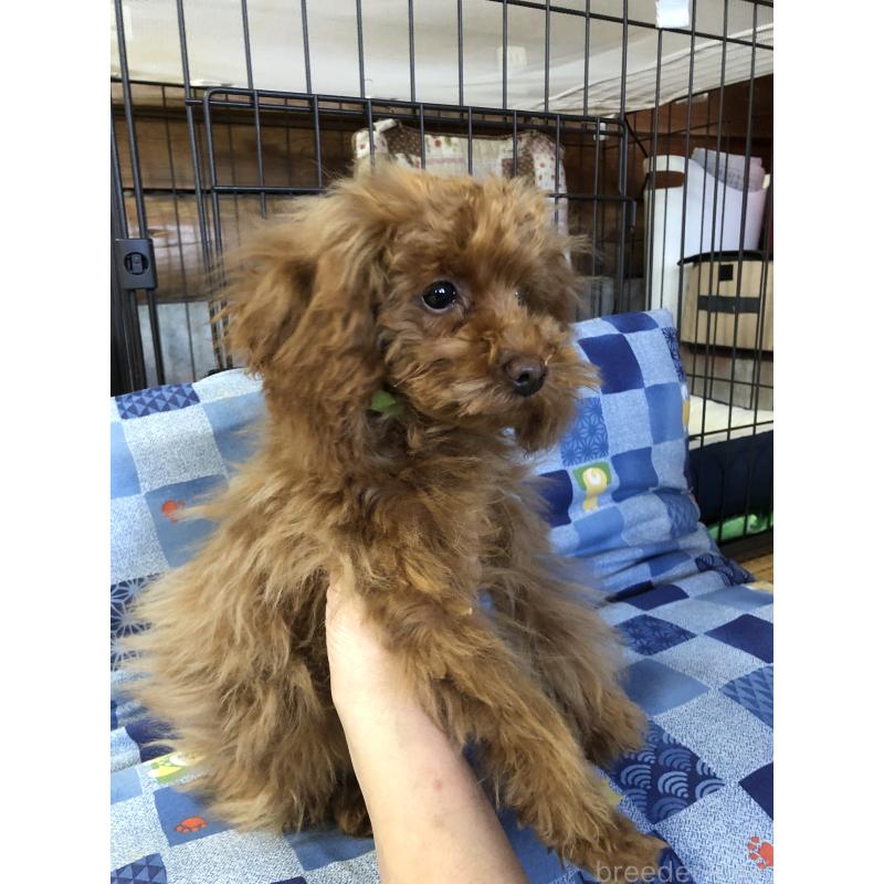 販売中の兵庫県のトイプードル-413436の14枚目