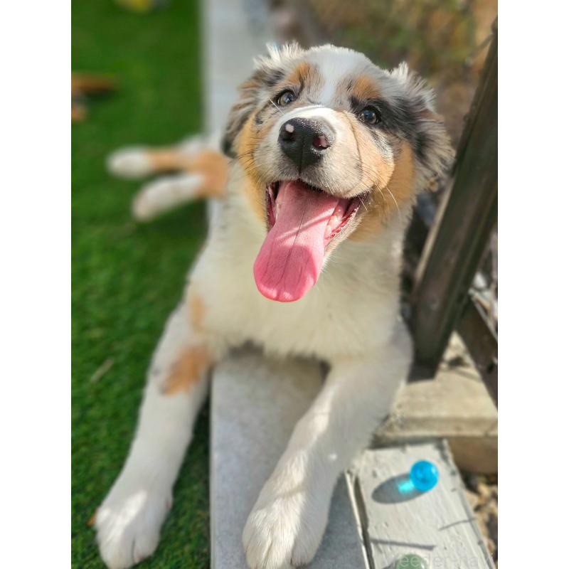 販売中の長野県のオーストラリアンシェパード-413861の8枚目