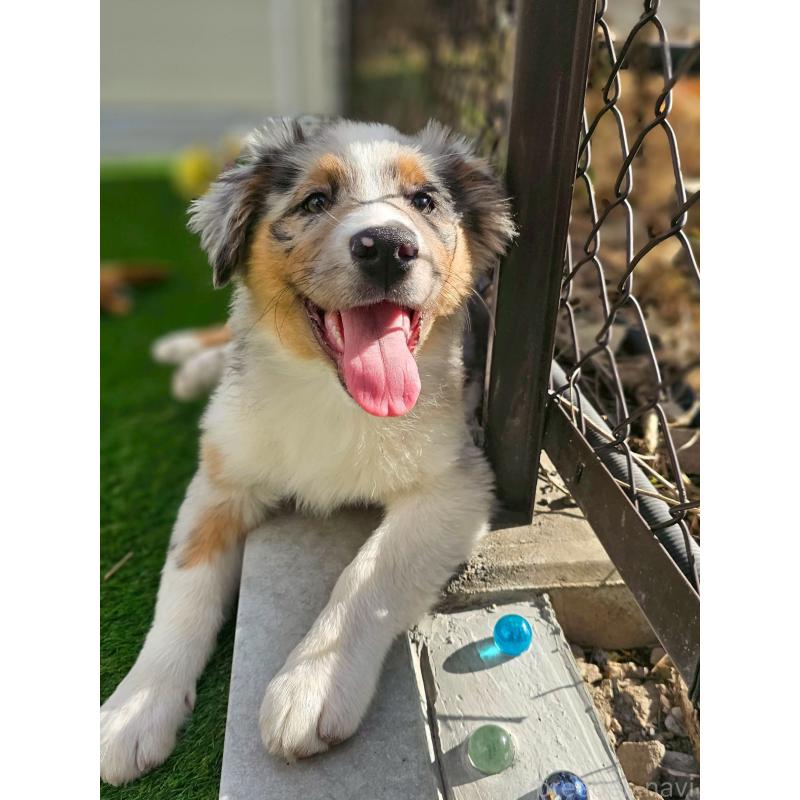 販売中の長野県のオーストラリアンシェパード-413861の7枚目