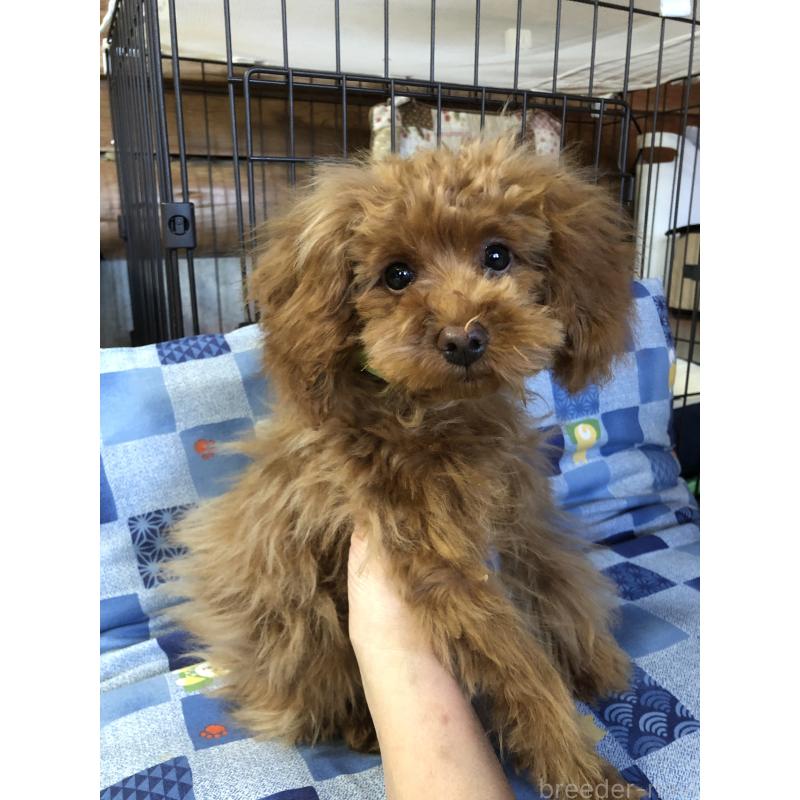 販売中の兵庫県のトイプードル-413436の13枚目