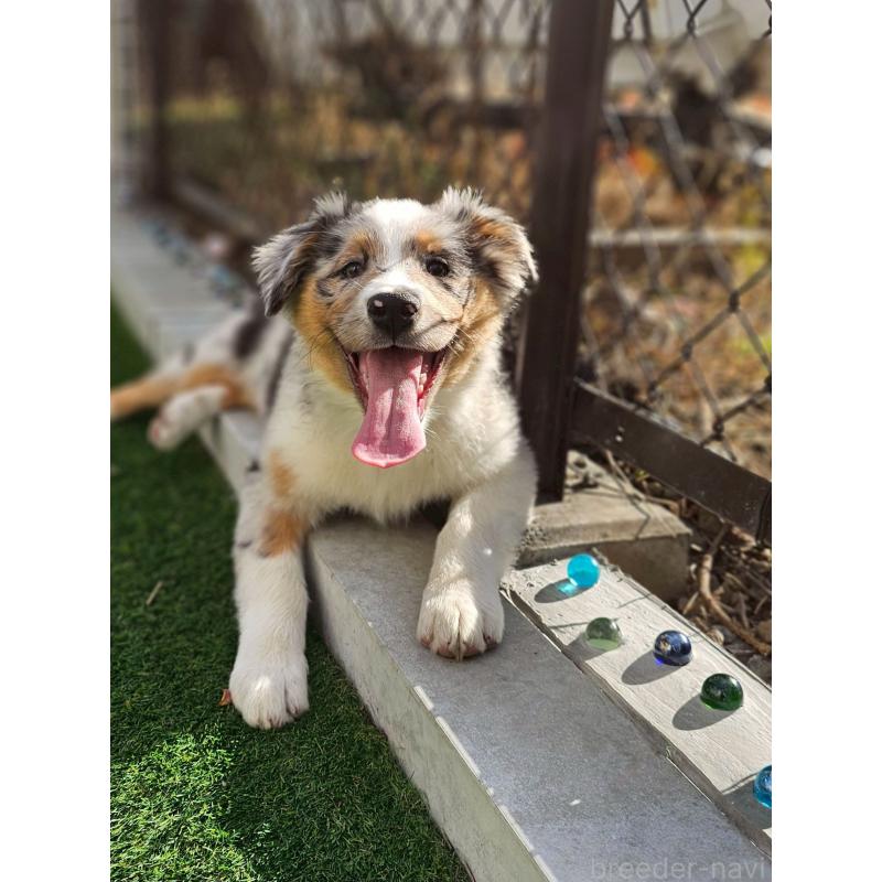 販売中の長野県のオーストラリアンシェパード-413861の6枚目