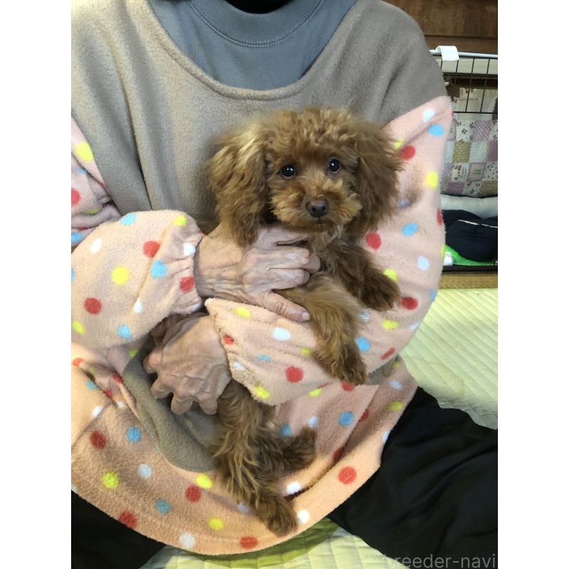 販売中の兵庫県のトイプードル-413436の12枚目