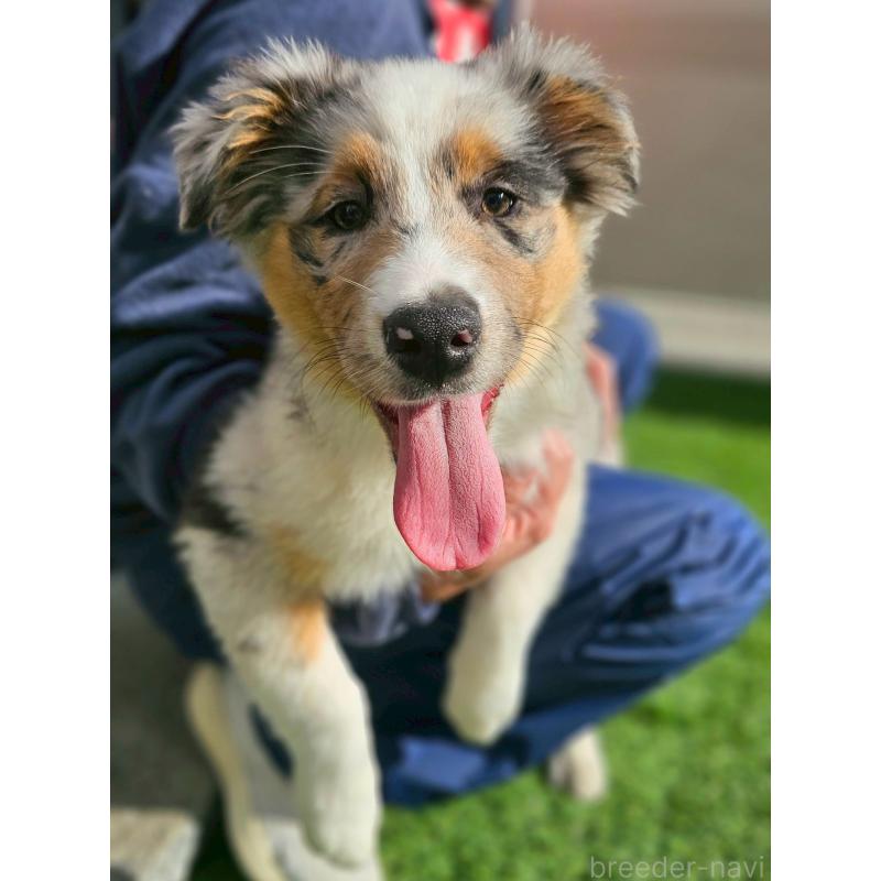 販売中の長野県のオーストラリアンシェパード-413861の5枚目