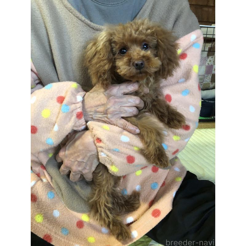 販売中の兵庫県のトイプードル-413436の11枚目