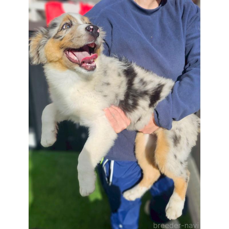 販売中の長野県のオーストラリアンシェパード-413861の4枚目