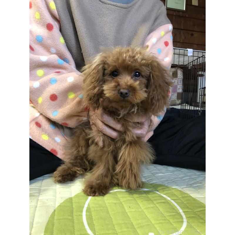 販売中の兵庫県のトイプードル-413436の10枚目