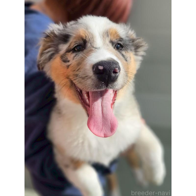 販売中の長野県のオーストラリアンシェパード-413861