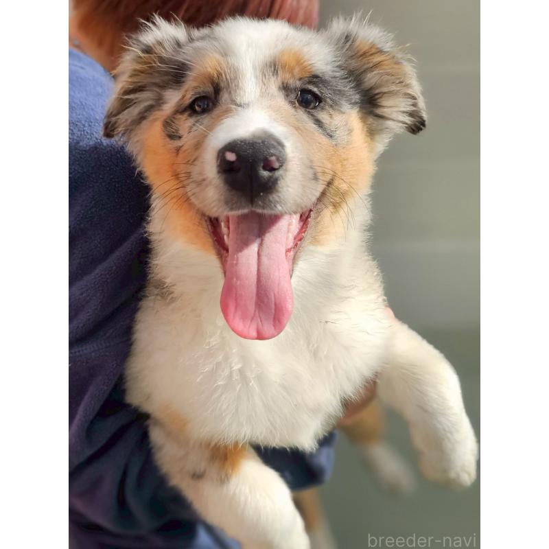 販売中の長野県のオーストラリアンシェパード-413861