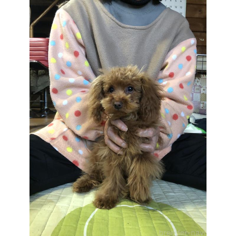 販売中の兵庫県のトイプードル-413436の9枚目