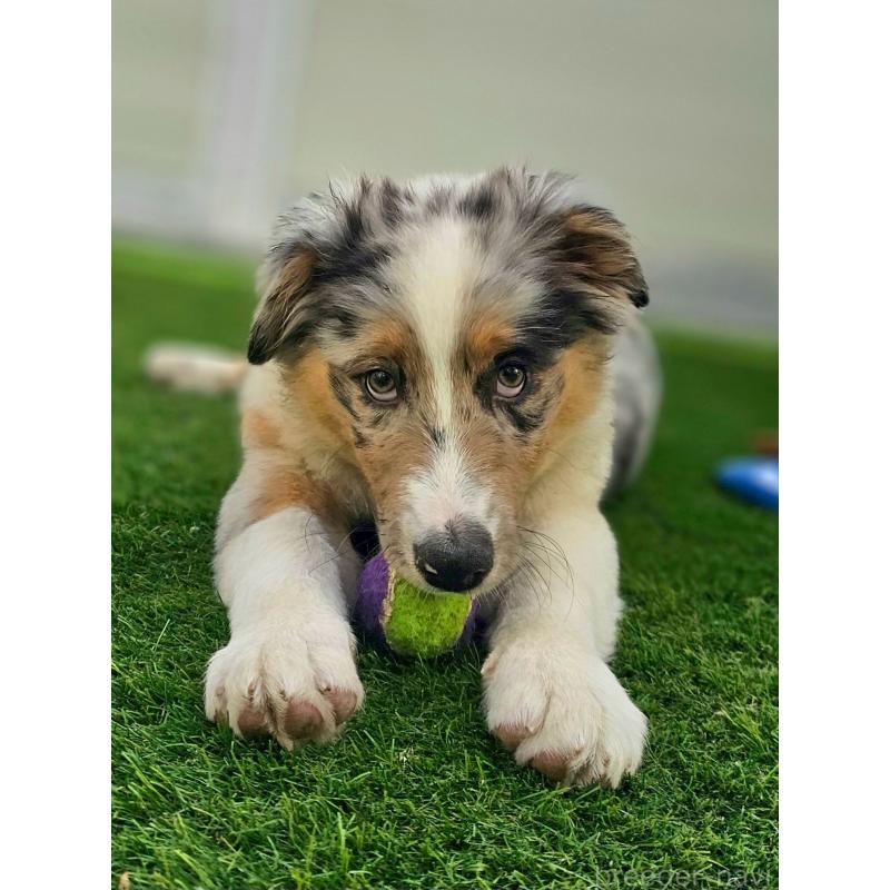 販売中の長野県のオーストラリアンシェパード-413861の2枚目