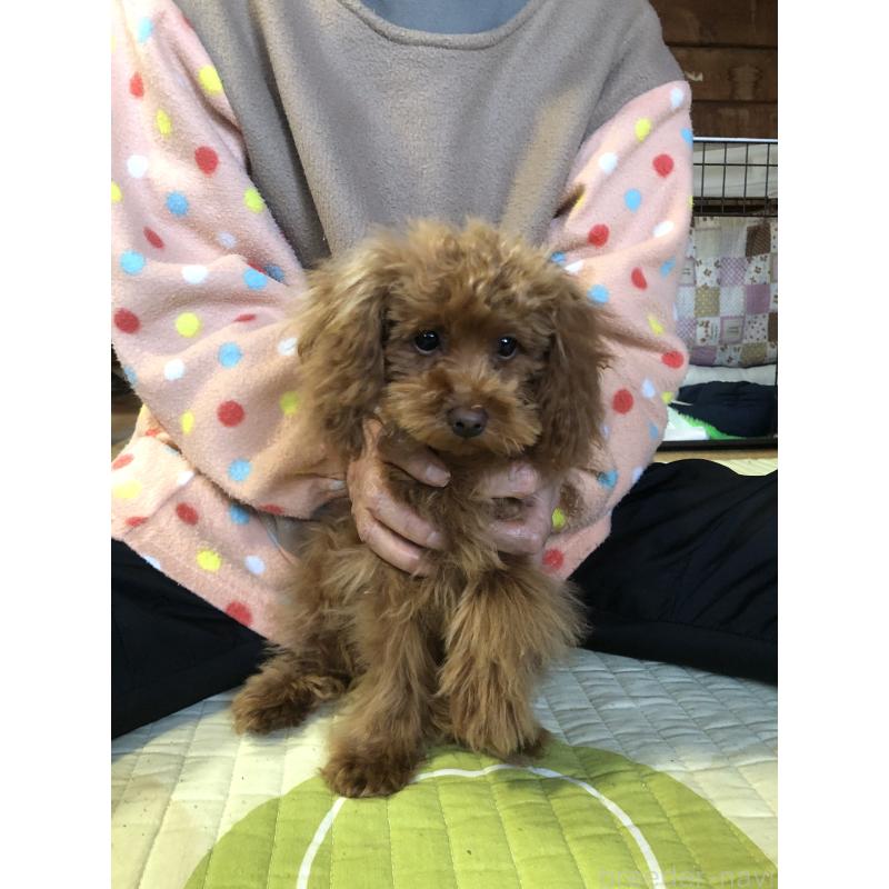 販売中の兵庫県のトイプードル-413436の8枚目