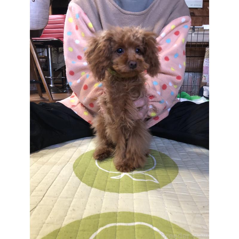 販売中の兵庫県のトイプードル-413436の7枚目