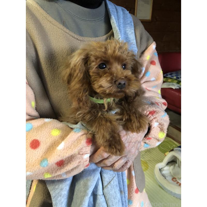 販売中の兵庫県のトイプードル-413436の6枚目