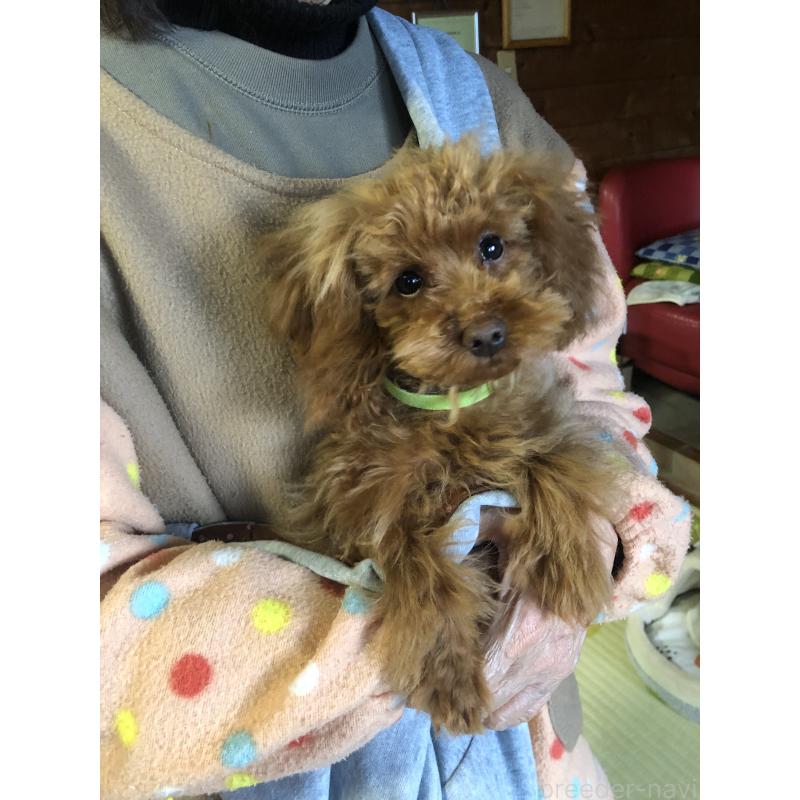 販売中の兵庫県のトイプードル-413436の5枚目