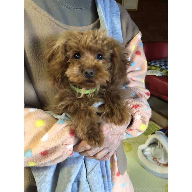 販売中の兵庫県のトイプードル-413436の4枚目