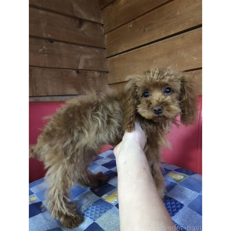 販売中の兵庫県のトイプードル-413436の3枚目