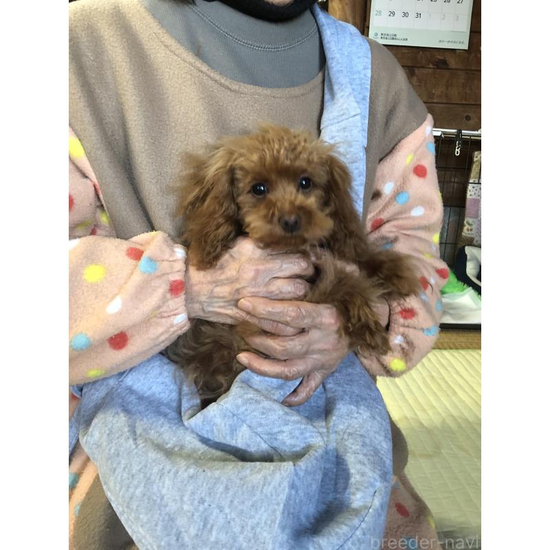 販売中の兵庫県のトイプードル-413436の2枚目