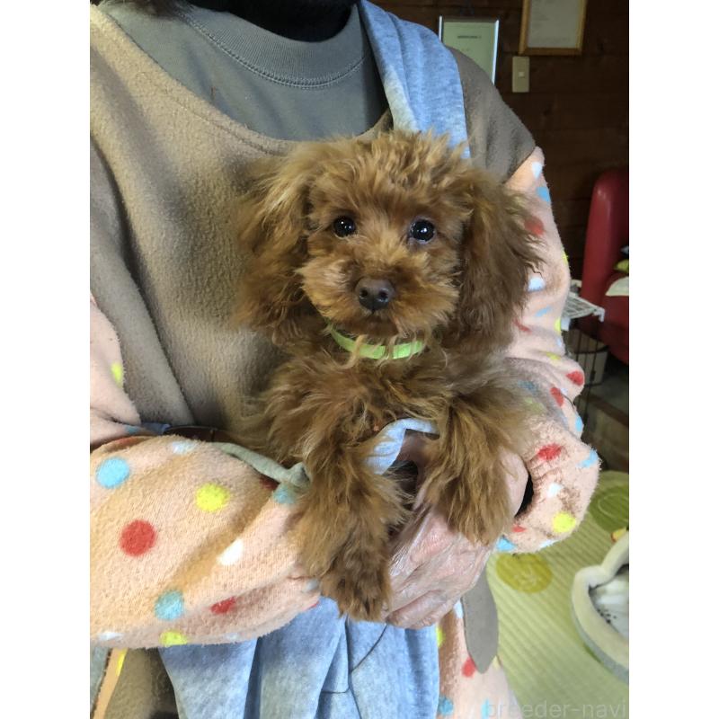 販売中の兵庫県のトイプードル-413436