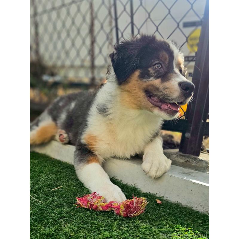 商談中の長野県のオーストラリアンシェパード-413857