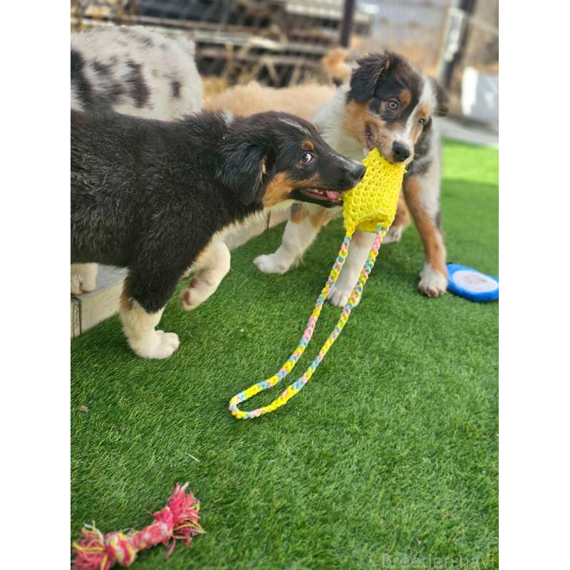 商談中の長野県のオーストラリアンシェパード-413857の3枚目