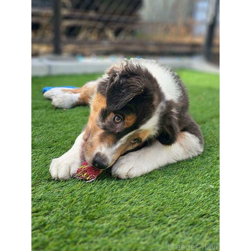 商談中の長野県のオーストラリアンシェパード-413857の2枚目