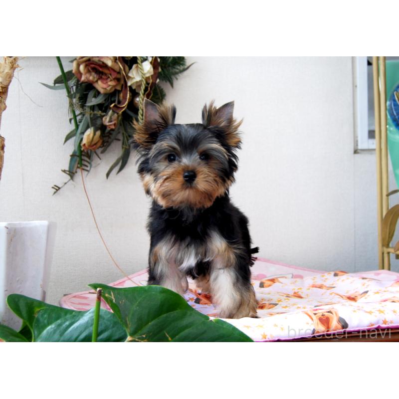 販売中の兵庫県のヨークシャーテリア-422155の4枚目