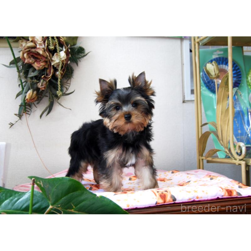 販売中の兵庫県のヨークシャーテリア-422155の3枚目