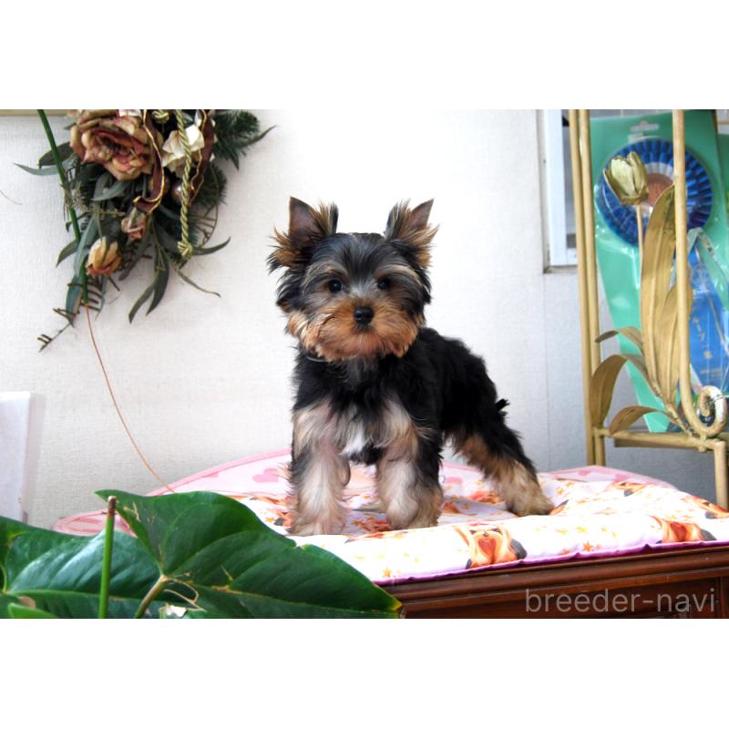 販売中の兵庫県のヨークシャーテリア-422155の2枚目