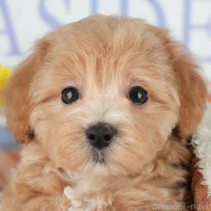 販売中の茨城県のミックス犬-431533