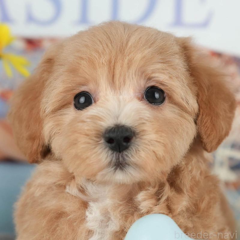 販売中の茨城県のミックス犬-431533の8枚目