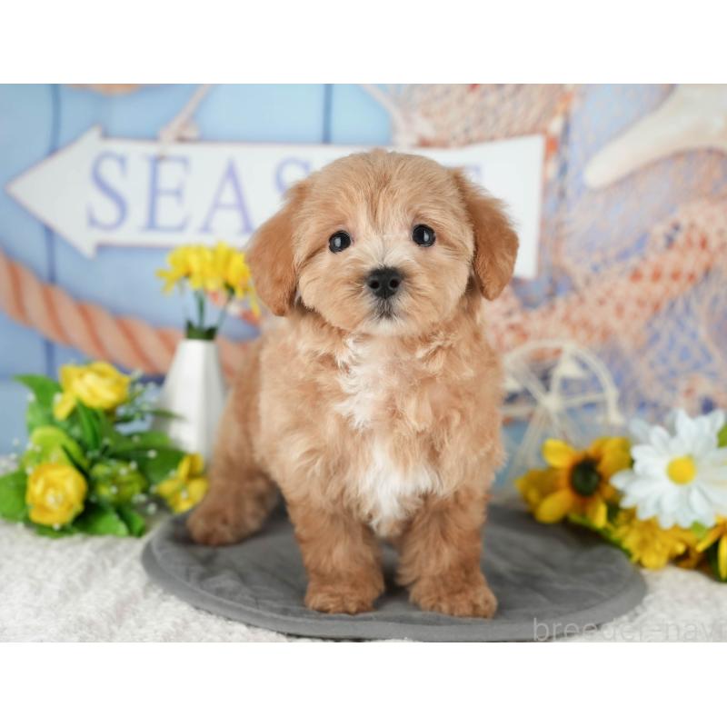 販売中の茨城県のミックス犬-431533の7枚目