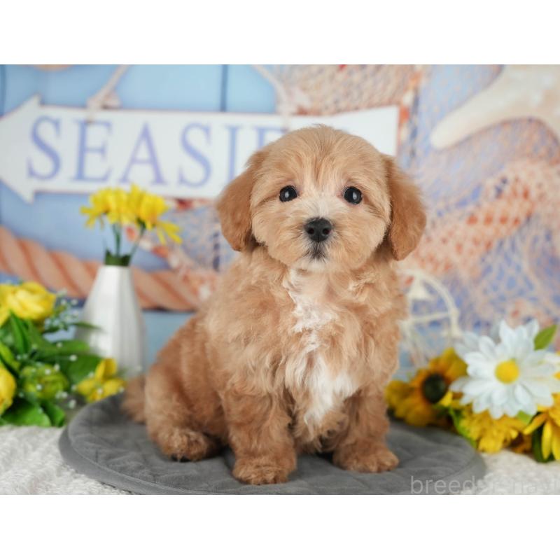 販売中の茨城県のミックス犬-431533の6枚目