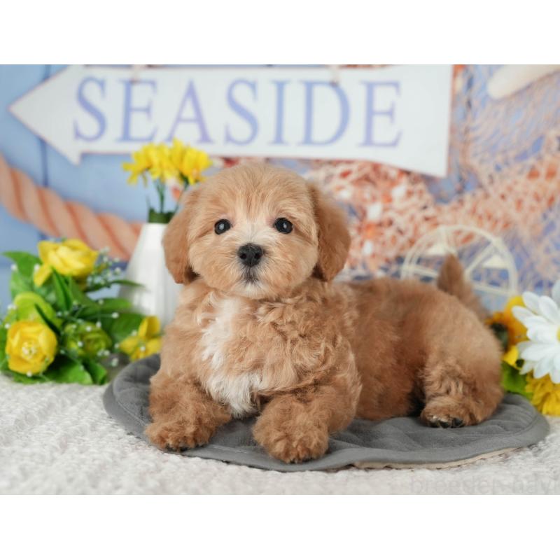 販売中の茨城県のミックス犬-431533の5枚目