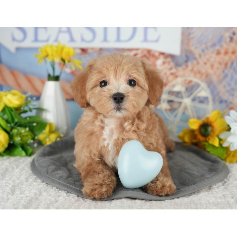 販売中の茨城県のミックス犬-431533の4枚目