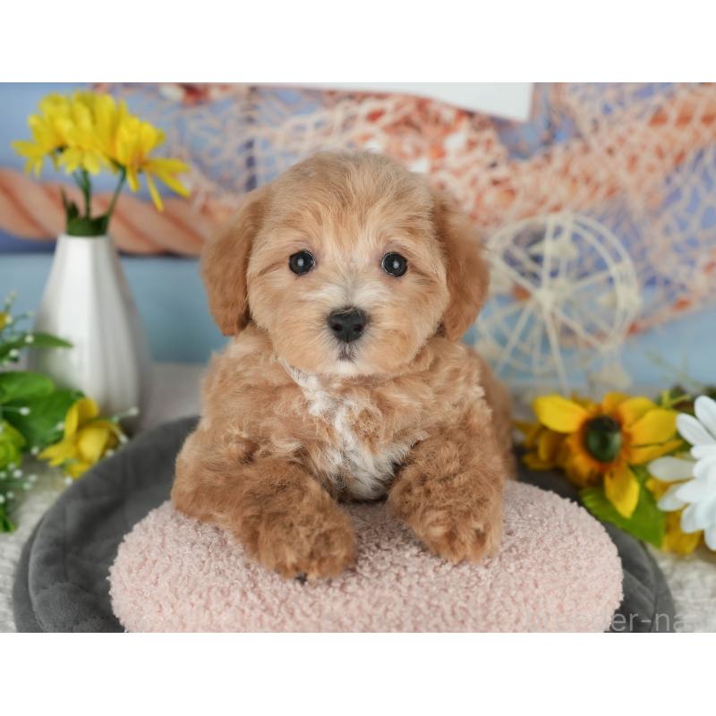 販売中の茨城県のミックス犬-431533の3枚目