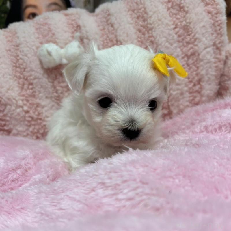 販売中の愛知県のマルチーズ-431532の3枚目