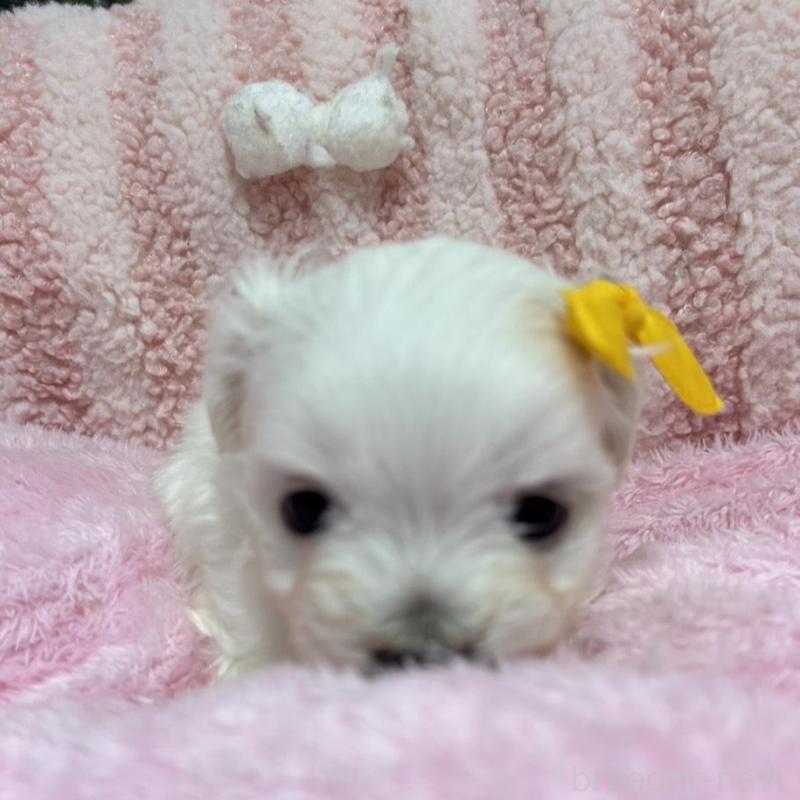 販売中の愛知県のマルチーズ-431532の2枚目