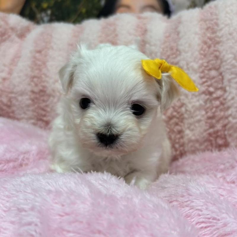 販売中の愛知県のマルチーズ-431532の1枚目