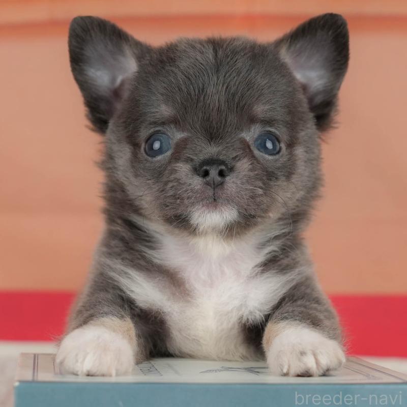 販売中の神奈川県のチワワ(ロングコート)-431539の1枚目