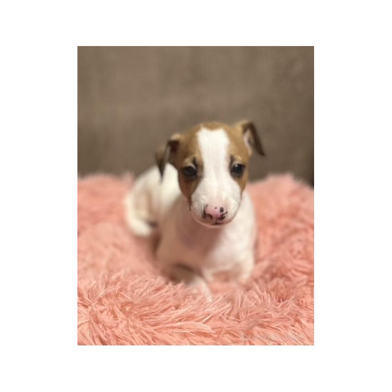 販売中の岩手県のイタリアングレーハウンド(イタグレ)-431542の9枚目