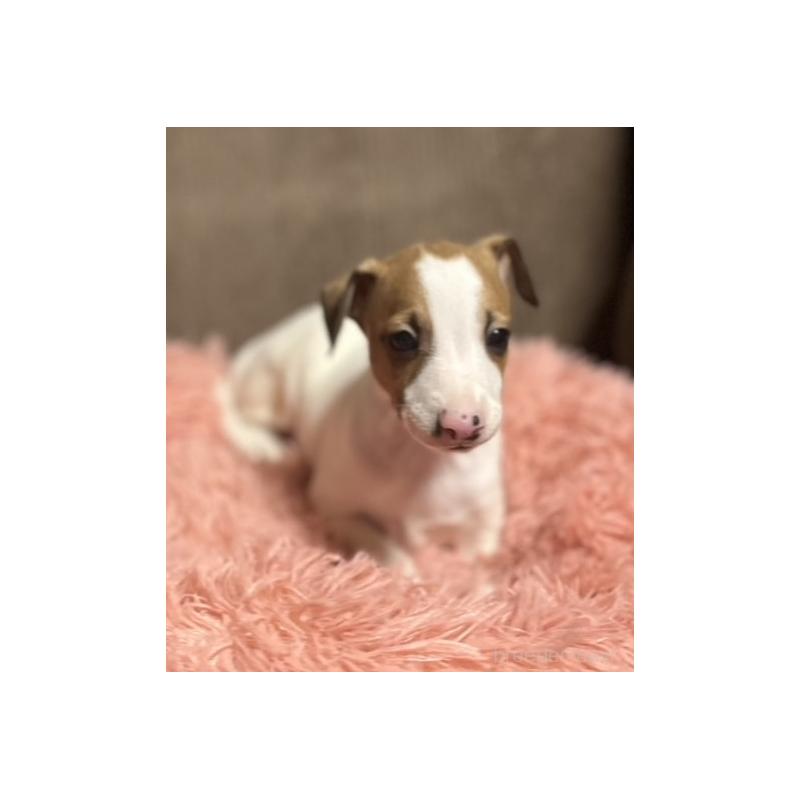 販売中の岩手県のイタリアングレーハウンド(イタグレ)-431542の8枚目