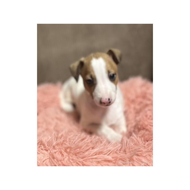 販売中の岩手県のイタリアングレーハウンド(イタグレ)-431542の7枚目