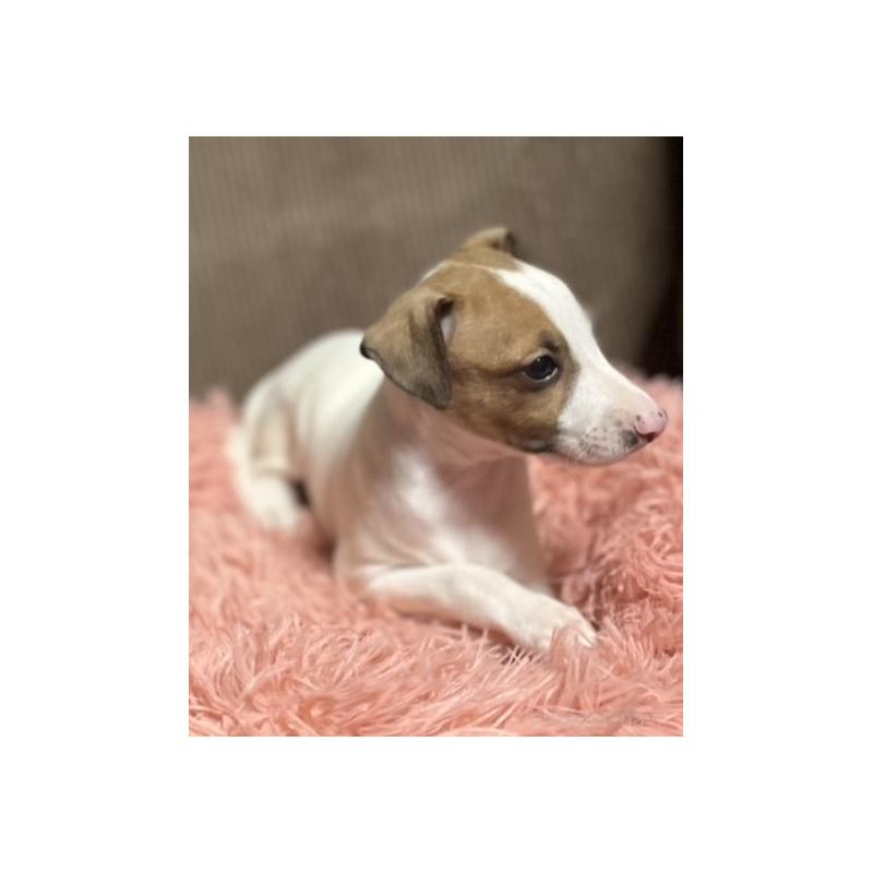 販売中の岩手県のイタリアングレーハウンド(イタグレ)-431542の5枚目