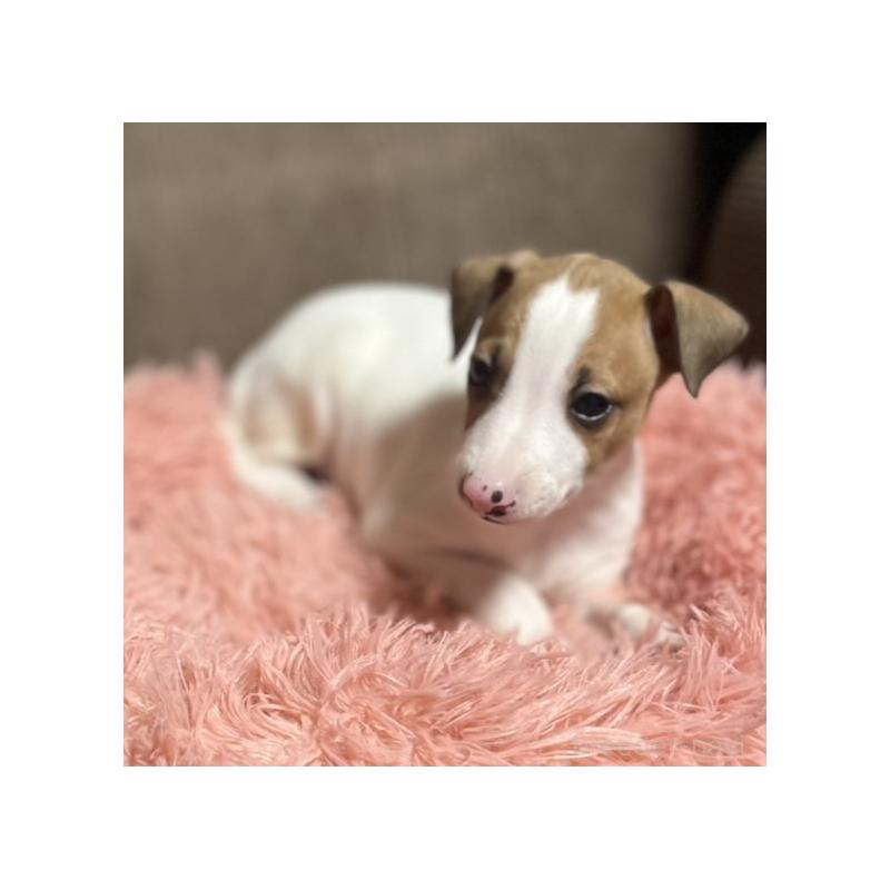 販売中の岩手県のイタリアングレーハウンド(イタグレ)-431542の6枚目