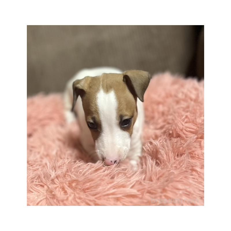 販売中の岩手県のイタリアングレーハウンド(イタグレ)-431542の4枚目