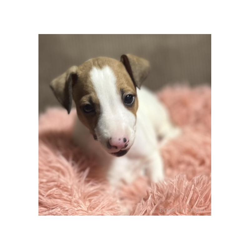 販売中の岩手県のイタリアングレーハウンド(イタグレ)-431542の3枚目