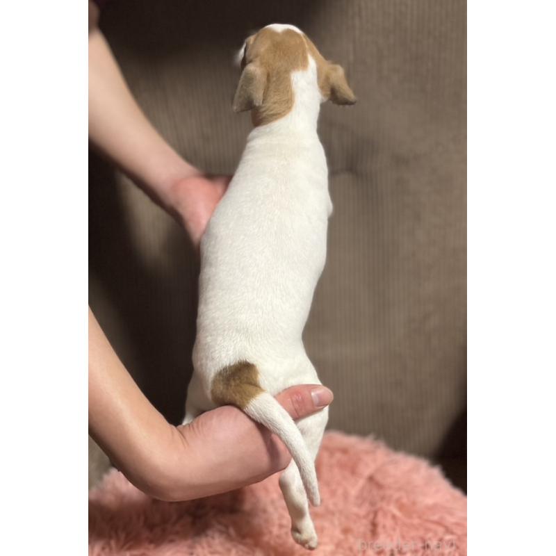 販売中の岩手県のイタリアングレーハウンド(イタグレ)-431542の2枚目