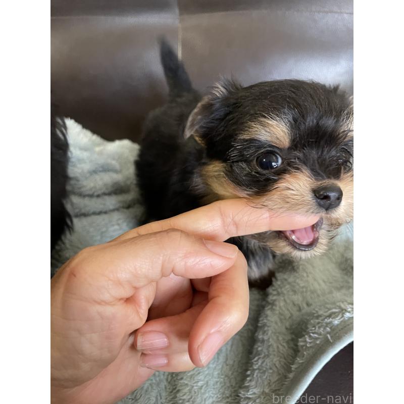 販売中の静岡県のヨーチー:ヨークシャーテリア×チワワ-425193の7枚目