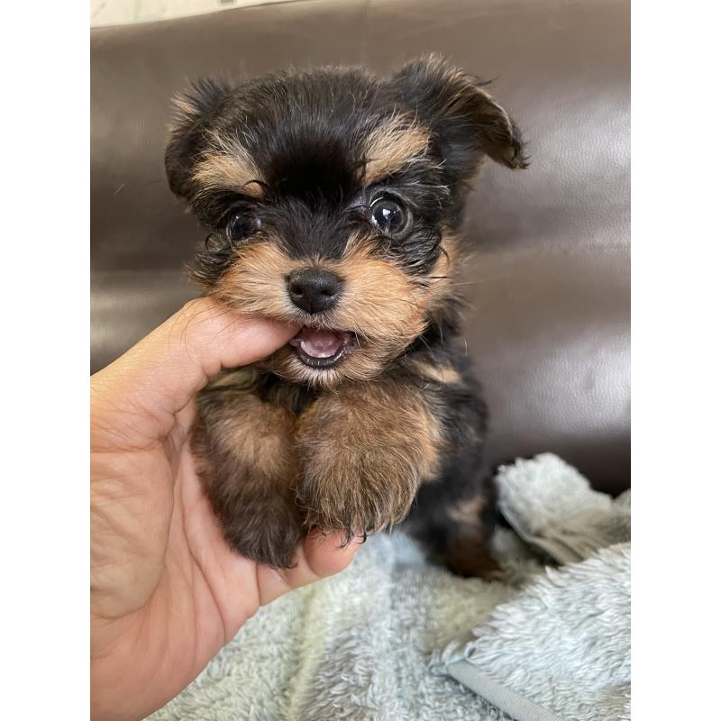 販売中の静岡県のヨーチー:ヨークシャーテリア×チワワ-425193の6枚目