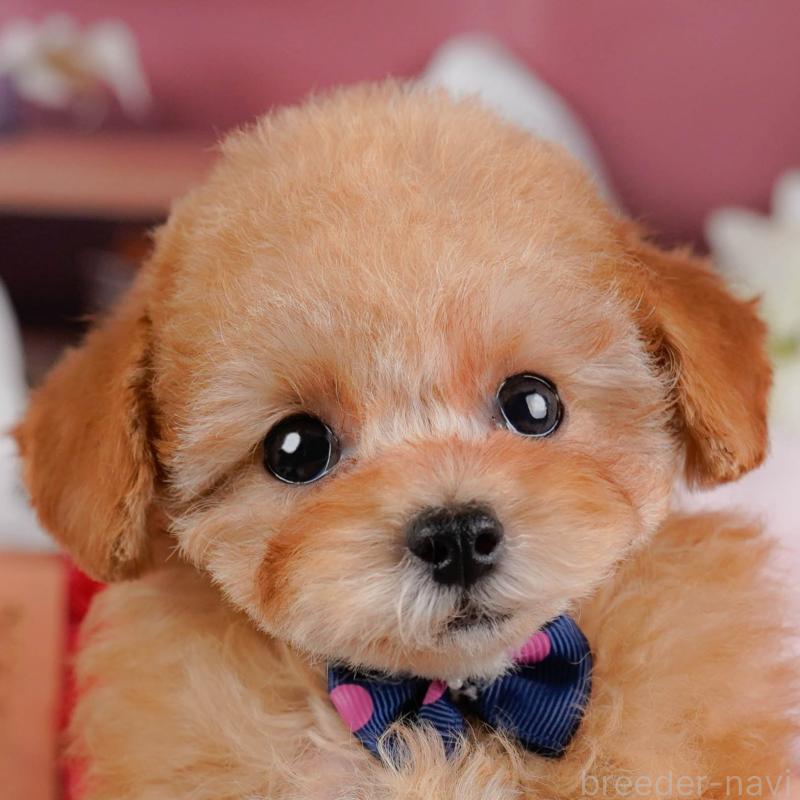 販売中の神奈川県のタイニープードル-431545